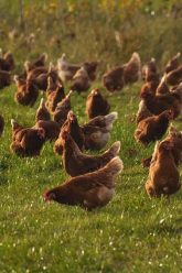 bernhardfalkinger-chicken-4574489_640