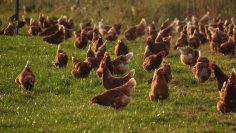 bernhardfalkinger-chicken-4574489_640