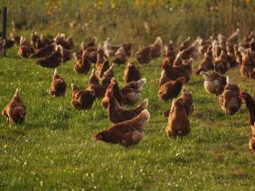 bernhardfalkinger-chicken-4574489_640