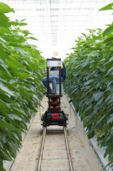 perusona1004-paprika-2345580_1280